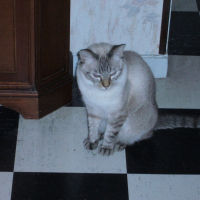 Photo de profil de Minou