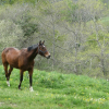 Photo de Horacle