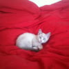 Photo de Kinaï