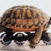 Photo de Eva, Tortue