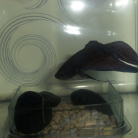 Photo de profil de Blue