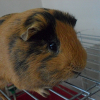 Photo de profil de Cachou