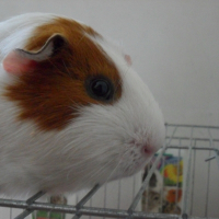 Photo de profil de Plume