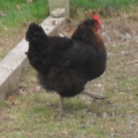 Photo de profil de Suzette
