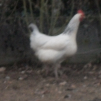 Photo de profil de White