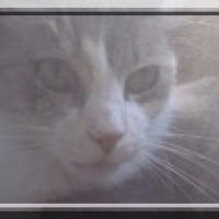 Photo de profil de Canelle