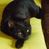 Photo de Bagheera