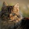 Photo de Tigrou