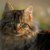 Photo de profil de Tigrou