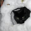 Photo de Rozbeef