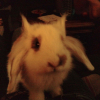 Photo de Luky