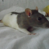 Photo de Leeloo