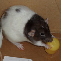 Photo de profil de Pistache
