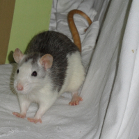 Photo de profil de Fleur