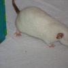 Photo de Linoa