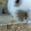 Photo de Cookie