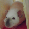 Photo de Tifa