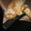 Photo de Fifi