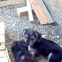 Photo de profil de Rocky