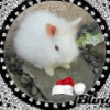 Photo de Blancher