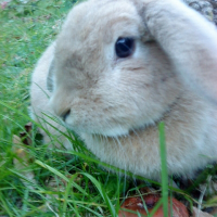 Photo de profil de Canelle