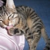 Photo de Tigrou