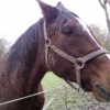 Photo de Flicka