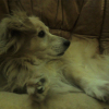 Photo de Clovis