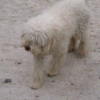 Photo de Cooki