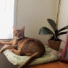 Photo de Bambi