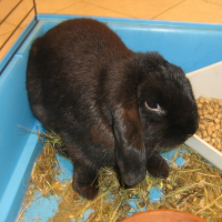Photo de profil de Tcoupie