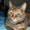 Photo de Noisette