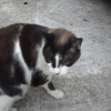 Photo de Minette