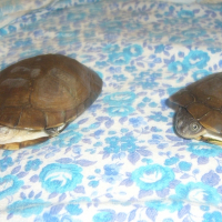Photo de profil de Dooly et shrek