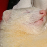 Photo de profil de Booba