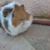 Photo de Kiwi