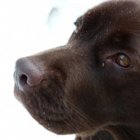 Photo de profil de Choco