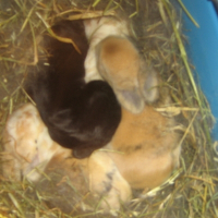 Photo de profil de Bebes lapins