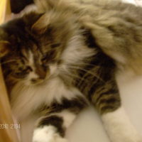Photo de profil de Irous