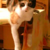 Photo de Tekila