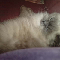 Photo de profil de Clochette