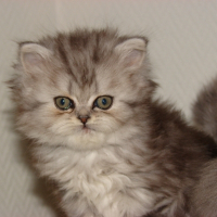 Photo de profil de Duchesse