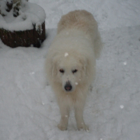 Photo de profil de Garou