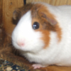 Photo de Cola