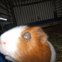 Photo de profil de Coca