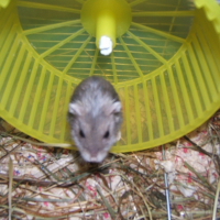 Photo de profil de Cachemire