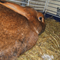 Photo de profil de Didi