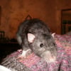 Photo de Pépito