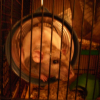 Photo de Pollux
