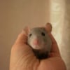 Photo de Violette